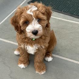 Cavapoo puppies from Alyssa Xxweetdoodles