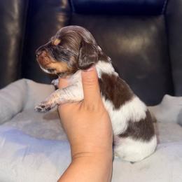 Scout - Piebald male Dachshund puppy in Ceres, California from Rockin' M’s LilBitty Dachshunds (LBD)