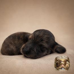 WREN - Brindle female Dachshund puppy in Greenfield, Ohio from Buck Run Creek Dachshunds