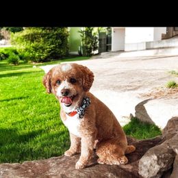 Koda - Poodle