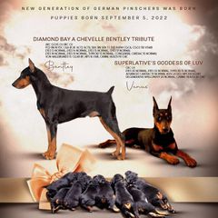 German Pinschers from ThunderPaws