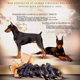 German Pinschers from ThunderPaws