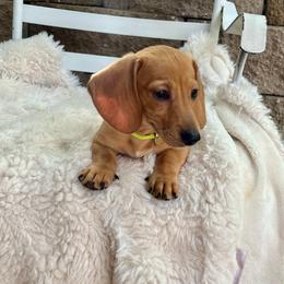Yash - Red male Dachshund puppy in Rio Linda, California from Destiny's Mini Doxies