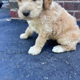 Bailey - Gold female Bordoodle puppy in Indianapolis, Indiana from Indiana Bordoodles