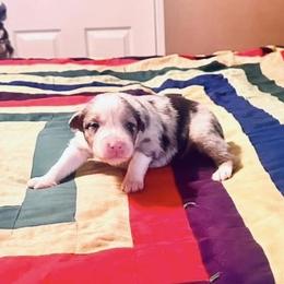 Valentino - Blue merle male Australian Shepherd puppy in Williston, Florida from Over The Rainbow Aussies