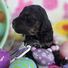 Storm, Black and tan phantom girl - Phantom female Goldendoodle puppy in Freedom, New York from Samantha's Goldendoodles