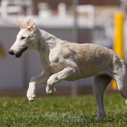 "Sea Shanties Litter 2021 - 14 weeks " Borzoi Puppies from Rezance Borzoi