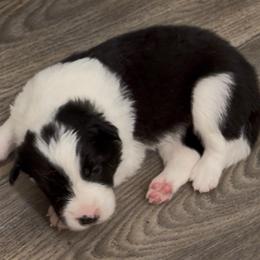 Female 1 - Black female Border Collie puppy in Shell Knob, Missouri from Stoneridge Kennel