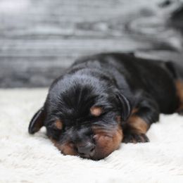 Doberman Pinscher and Giant Schnauzer Puppies from 32 Farms