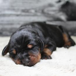 Doberman Pinscher and Giant Schnauzer Puppies from 32 Farms