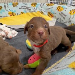 Sofie's Red Boy - Red male Aussiedoodle puppy in Burkesville, Kentucky from Bline’s Awesome Aussies, Aussiedoodles & Doxies at the Bline Family Farm