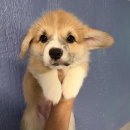 Black Collar Male - Red male Pembroke Welsh Corgi puppy in Victoria, Texas from Clear Creek Corgis
