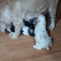 Cocker Spaniel Puppies from Hartwell Cocker Spaniel Kennel