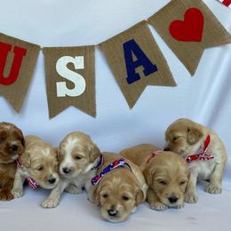 Australian Labradoodle Puppies from Kings Labradoodles
