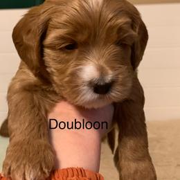 Doubloon - Red female Australian Labradoodle puppy in Spring City, Tennessee from Beck ‘N Ridge Australian Labradoodles