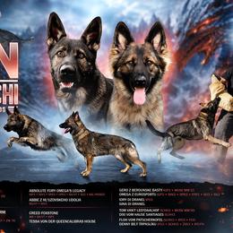 German Shepherd puppies from Von Guadachi German Shepherds & Audacity Border Collies