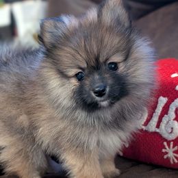 Mannie - Orange sable female Pomeranian puppy in Danielsville, Georgia from PassionatePomPoms