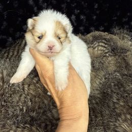 Tinker Bell - Orange parti female Pomeranian puppy in Greenville, Georgia from Breezy Hill Poms