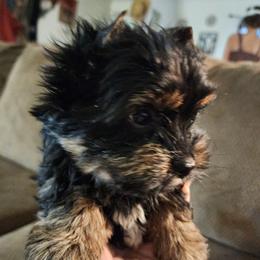 Pepper - Black and gold male Yorkshire Terrier puppy in Maiden, North Carolina from Valkyrie Elite Yorkies of NC