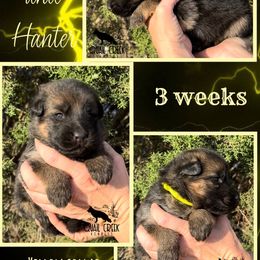 Girl 2 - Black and red German Shepherd puppy in Hico, Texas from Quail Creek Kennels GSD