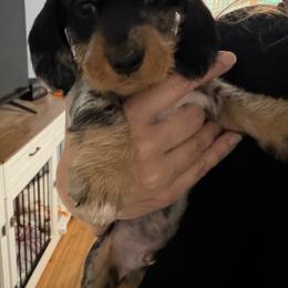 AKC Mushu - Dapple male Dachshund puppy in Erie, Michigan from Champagne’s Grinch Toe’d Dachshunds