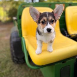 Sadie - Black and tan female Pembroke Welsh Corgi puppy in Snellville, Georgia from Laur's Classic Corgis