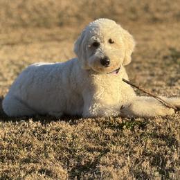 Holly - Goldendoodle