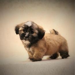 Shih Tzu Puppies from Nelly Kolomiyets
