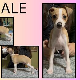 Boy 4 - male Italian Greyhound puppy in China Grove, North Carolina from To-Sa’s Kennel