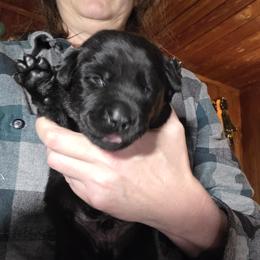 Male 2 - Black male Labrador Retriever puppy in Andrews, South Carolina from Leyland Cypress Retrievers