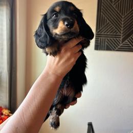 Sunday - Black and tan male Dachshund puppy in Hutto, Texas from R.G. Dachshunds