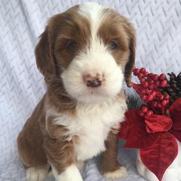 Nova - female Australian Mountain Doodle puppy in Blairstown, Missouri from Shepherd Hill Doodles