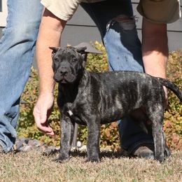Red Collar - Tiger male Perro de Presa Canario puppy in Pocahontas, Illinois from Cabeza Grande Kennel