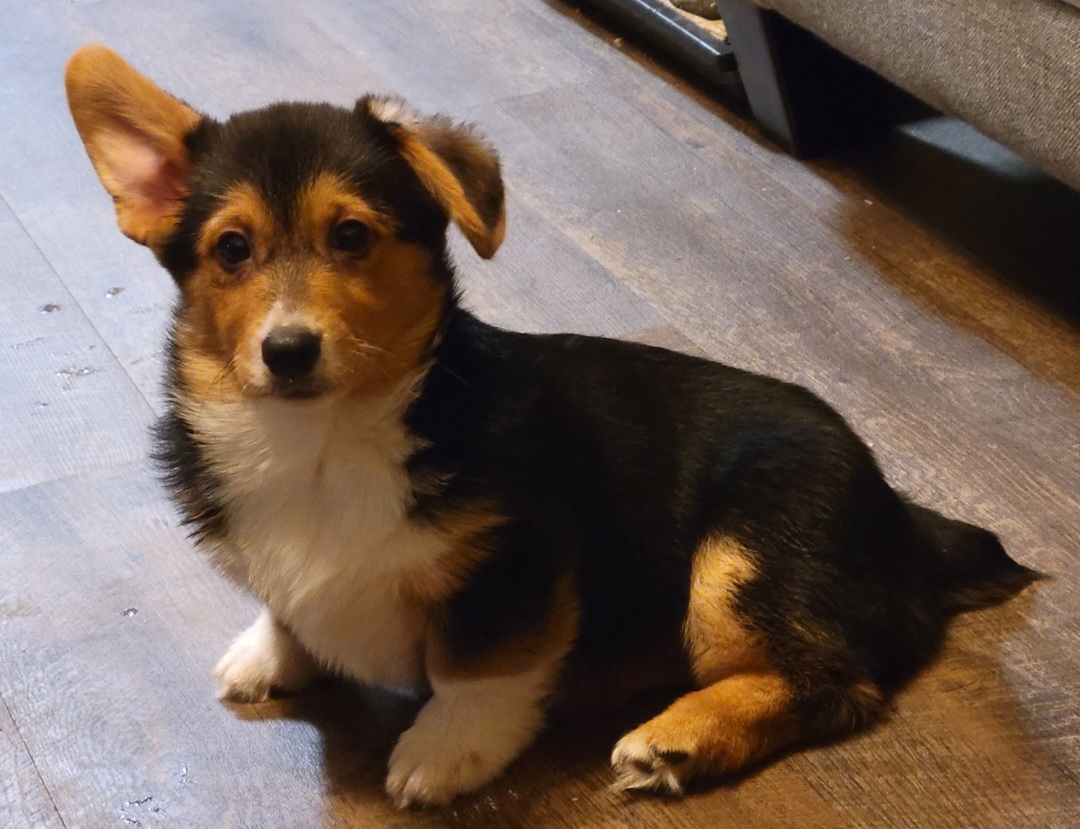 Pembroke Welsh Corgis from Winterton Farm & Homestead