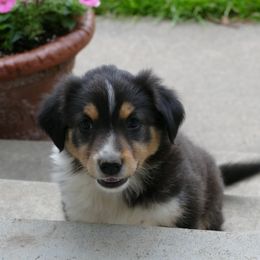 English Shepherd Puppies from Oerly's English Shepherds