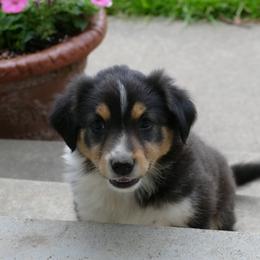 English Shepherd Puppies from Oerly's English Shepherds