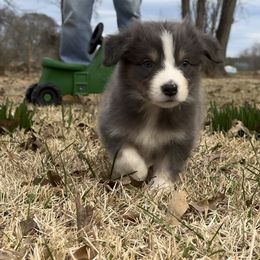 Australian Shepherd Puppies from Haven Farms Australian Shepherds