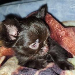 Spanky - Chocolate male Chihuahua puppy in Yukon, Oklahoma from Hamby's Chihuahua's