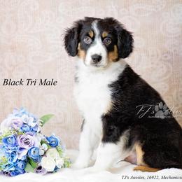 Rick - Black tri male Miniature Australian Shepherd puppy in Mechanicsburg, Pennsylvania from TJ's Aussies