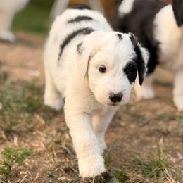 America - Black and white female Sheepadoodle puppy in Vernonia, Oregon from Life Unleashed Farm