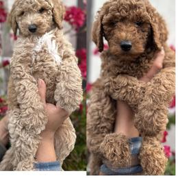 Goldendoodle puppies from Zari Benji Doodles