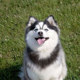 Everest - Pomsky