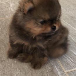 Keeshond and Pomeranian Puppies from Mary Schooner