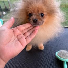 Red - Orange sable male Pomeranian puppy in Ector, Texas from BB Pomeranians