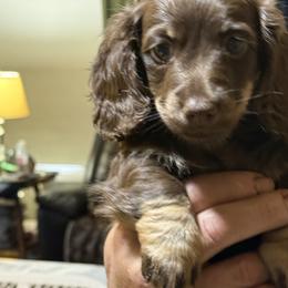 Frankie - Chocolate and cream male Dachshund puppy in Salem, Oregon from Ide's of March Dachshunds
