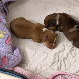 Dachshund Puppies from Witchy Woman’s Wiener’s