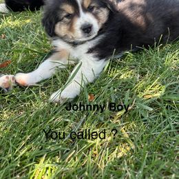 Boy 4 - Black tri male Miniature American Shepherd puppy in Minden, Nevada from Kickinauss Minis