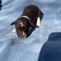 Chocolate and while female - Brown and white female Aussiedoodle puppy in Hillsboro, Illinois from Shoal Creek Puppies