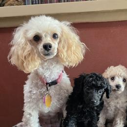 Poodles from McIntosh Toy Poodles