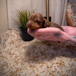 Dachshund Puppies from Drift & Dash Dachshunds